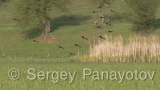 Video of Glossy Ibis - Glossy Ibis is hunting in the lake in the summer